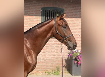 Westfale, Hengst, 2 Jahre, 163 cm, Brauner
