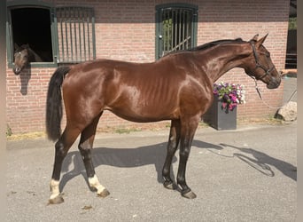 Westfale, Hengst, 2 Jahre, 163 cm, Brauner