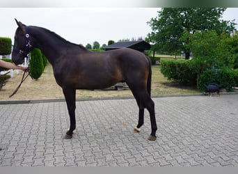 Westfale, Hengst, 2 Jahre, 164 cm, Schwarzbrauner