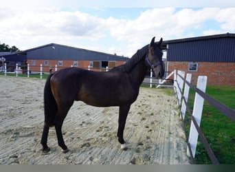 Westfale, Hengst, 2 Jahre, 164 cm, Schwarzbrauner