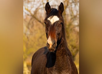 Westfale, Hengst, 2 Jahre, 165 cm, Brauner