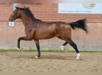 Westfale, Hengst, 2 Jahre, 165 cm, Brauner