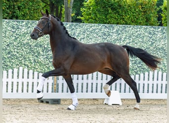 Westfale, Hengst, 2 Jahre, 165 cm, Dunkelbrauner