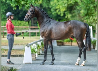 Westfale, Hengst, 2 Jahre, 165 cm, Dunkelbrauner
