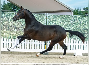 Westfale, Hengst, 2 Jahre, 165 cm, Dunkelbrauner