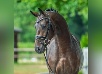 Westfale, Hengst, 2 Jahre, 165 cm, Dunkelbrauner