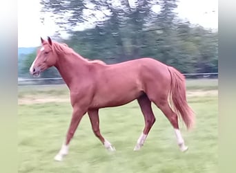 Westfale, Hengst, 2 Jahre, 165 cm, Dunkelfuchs