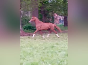 Westfale, Hengst, 2 Jahre, 165 cm, Dunkelfuchs