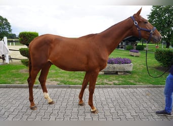 Westfale, Hengst, 2 Jahre, 165 cm, Fuchs