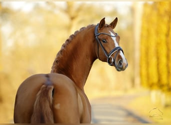 Westfale, Hengst, 2 Jahre, 165 cm, Fuchs