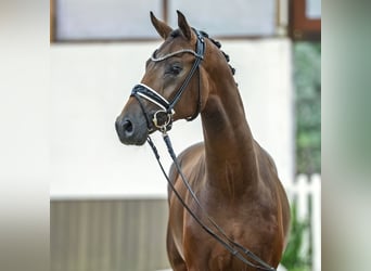 Westfale, Hengst, 2 Jahre, 166 cm, Brauner
