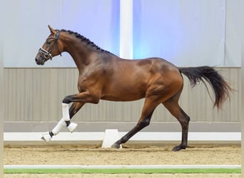 Westfale, Hengst, 2 Jahre, 166 cm, Brauner