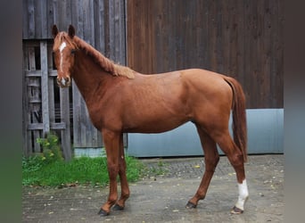 Westfale, Hengst, 2 Jahre, 166 cm, Fuchs