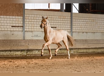 Westfale, Hengst, 2 Jahre, 166 cm, Palomino
