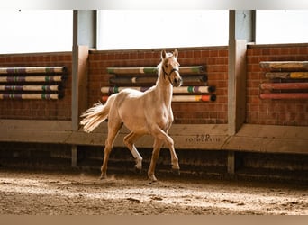 Westfale, Hengst, 2 Jahre, 166 cm, Palomino