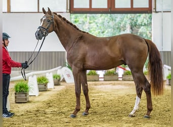 Westfale, Hengst, 2 Jahre, 167 cm, Brauner