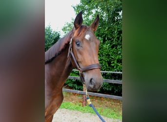 Westfale, Hengst, 2 Jahre, 167 cm, Brauner