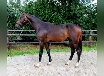 Westfale, Hengst, 2 Jahre, 167 cm, Brauner