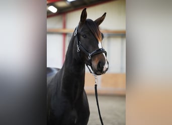 Westfale, Hengst, 2 Jahre, 167 cm, Dunkelbrauner