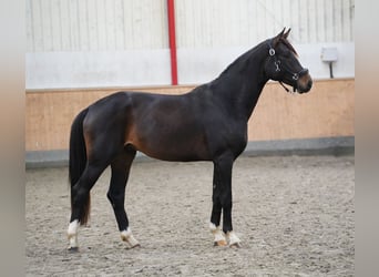 Westfale, Hengst, 2 Jahre, 167 cm, Dunkelbrauner