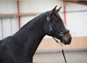 Westfale, Hengst, 2 Jahre, 167 cm, Dunkelbrauner