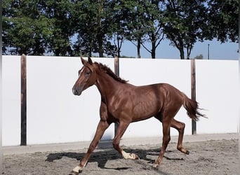 Westfale, Hengst, 2 Jahre, 167 cm, Fuchs