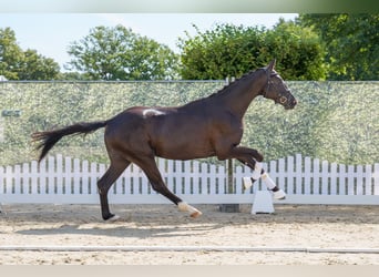Westfale, Hengst, 2 Jahre, 167 cm, Rappe