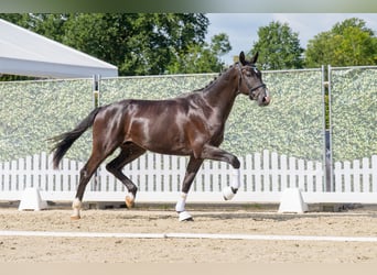 Westfale, Hengst, 2 Jahre, 167 cm, Rappe