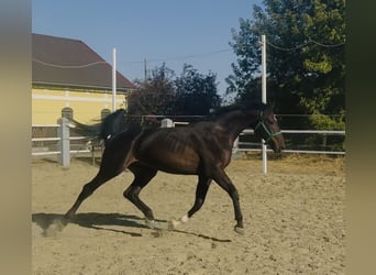Westfale, Hengst, 2 Jahre, 168 cm, Brauner
