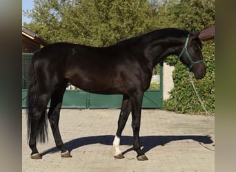 Westfale, Hengst, 2 Jahre, 168 cm, Brauner
