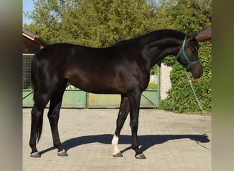 Westfale, Hengst, 2 Jahre, 169 cm, Dunkelbrauner