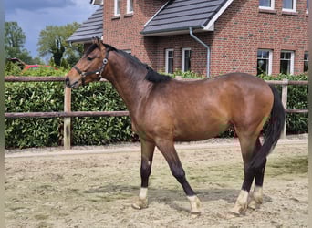 Westfale, Hengst, 2 Jahre, 170 cm, Brauner