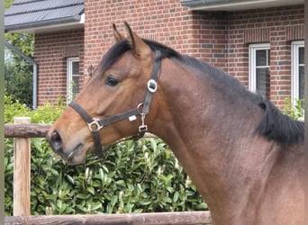 Westfale, Hengst, 2 Jahre, 170 cm, Brauner
