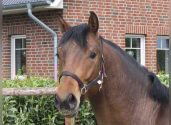 Westfale, Hengst, 2 Jahre, 170 cm, Brauner