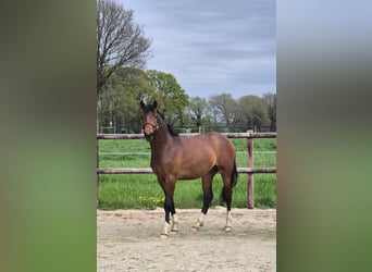 Westfale, Hengst, 2 Jahre, 170 cm, Brauner