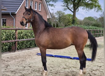Westfale, Hengst, 2 Jahre, 170 cm, Brauner