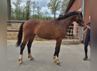 Westfale, Hengst, 2 Jahre, 170 cm, Brauner