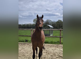 Westfale, Hengst, 2 Jahre, 170 cm, Brauner