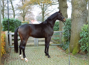 Westfale, Hengst, 2 Jahre, 170 cm, Dunkelbrauner