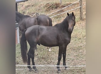 Westfale, Hengst, 2 Jahre, 170 cm, Dunkelbrauner