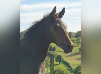 Westfale, Hengst, 2 Jahre, 170 cm, Dunkelbrauner