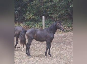 Westfale, Hengst, 2 Jahre, 170 cm, Dunkelbrauner