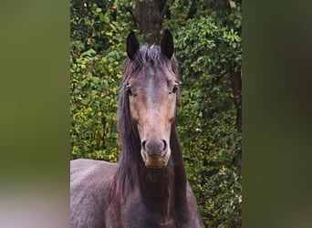 Westfale, Hengst, 2 Jahre, 170 cm, Dunkelbrauner