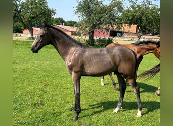 Westfale, Hengst, 2 Jahre, 170 cm, Schimmel