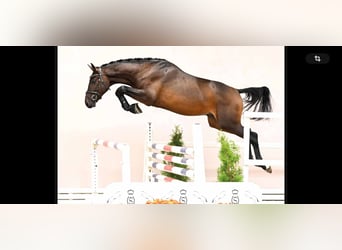 Westfale, Hengst, 2 Jahre, 170 cm, Schwarzbrauner