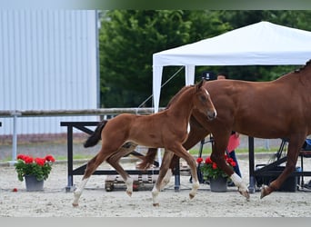Westfale, Hengst, 2 Jahre, 172 cm, Brauner