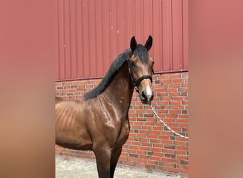 Westfale, Hengst, 2 Jahre, 173 cm, Brauner