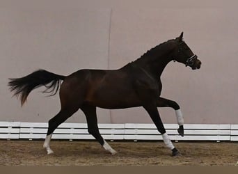 Westfale, Hengst, 2 Jahre, 173 cm, Schwarzbrauner