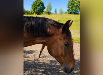 Westfale, Hengst, 2 Jahre, 175 cm, Brauner