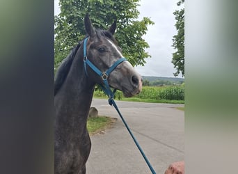 Westfale, Hengst, 2 Jahre, Apfelschimmel